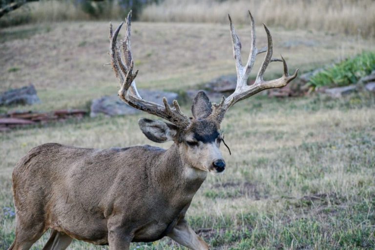 bull elk running – M4 Ranch Group