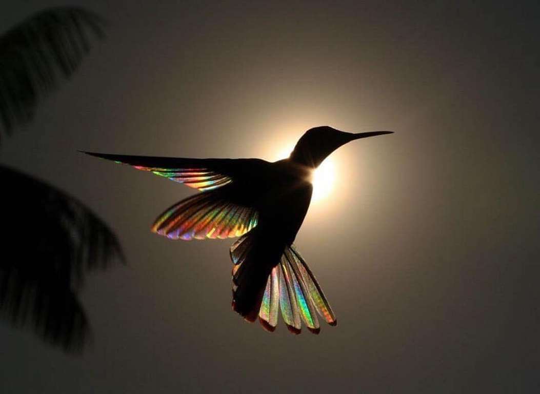 Flying W Ranch Hummingbird