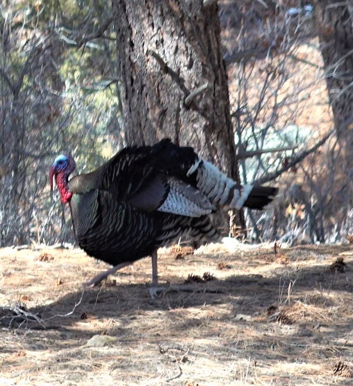 Pitman Cherry Creek Ranch Turkey