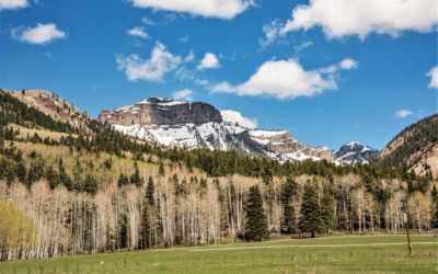 The Harvey Ranch 35