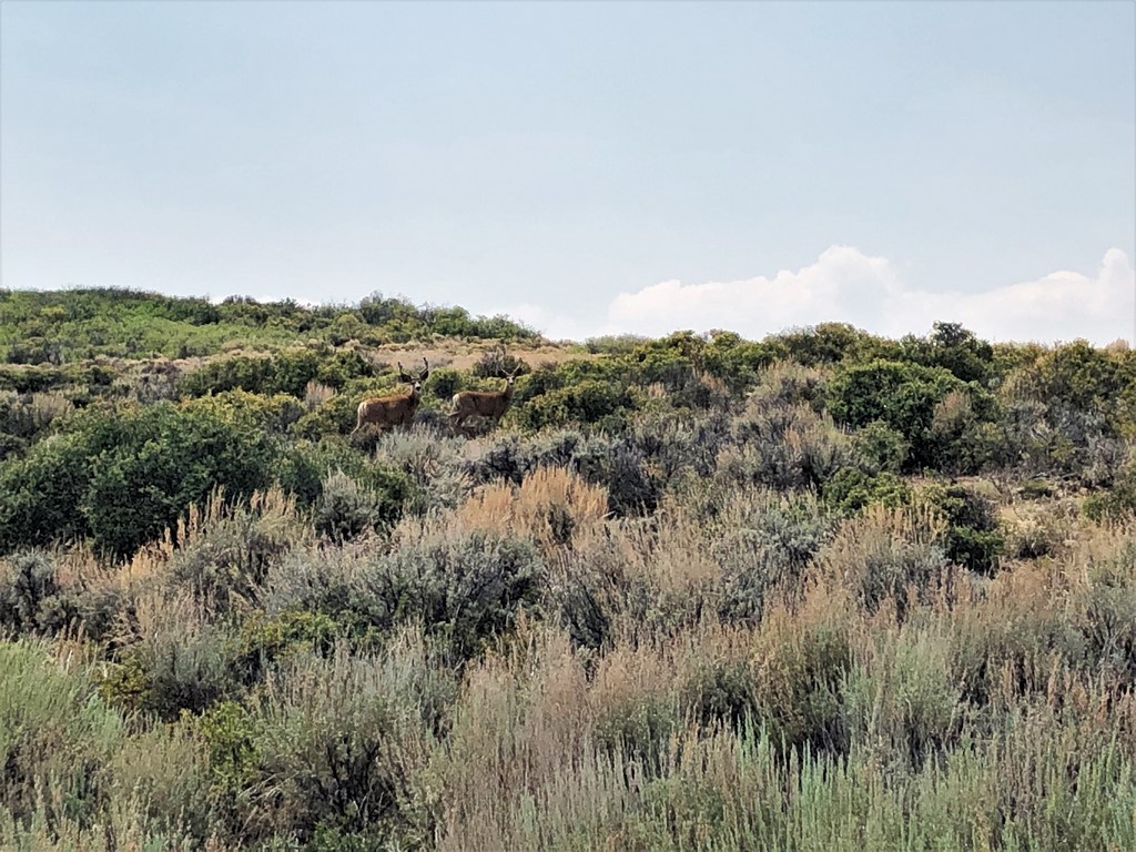 Ridge Ranch - Hunting Property in Crawford, Colorado