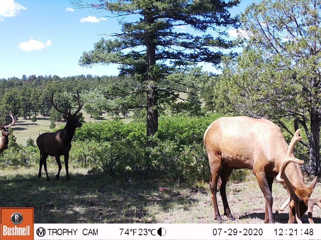 Canon City, Colorado Hunting Land with Mule Deer Bucks