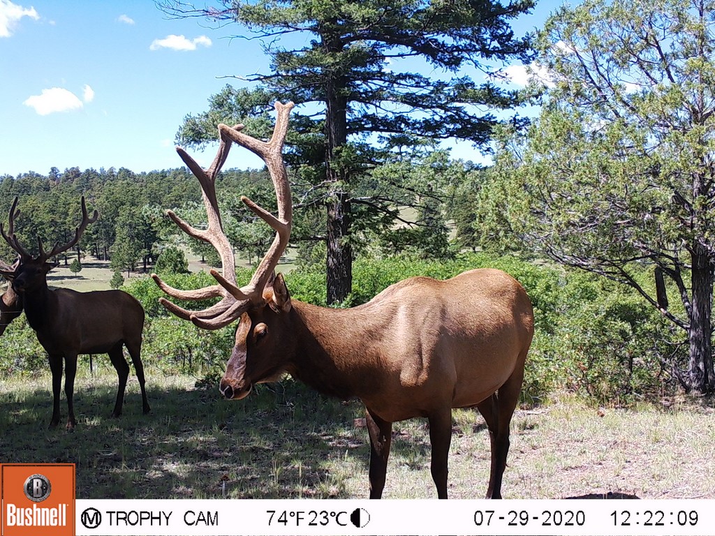 Deer Hunting Property in Southwest Colorado