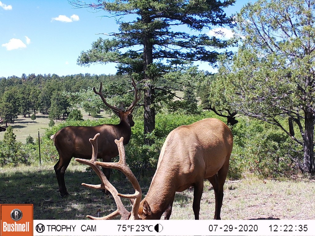 Colorado Mule Deer Hunting