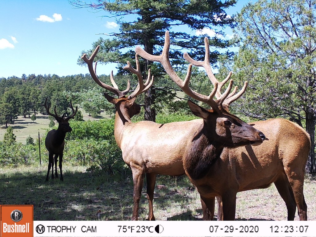 Mule Deer Hunting Property in Colorado