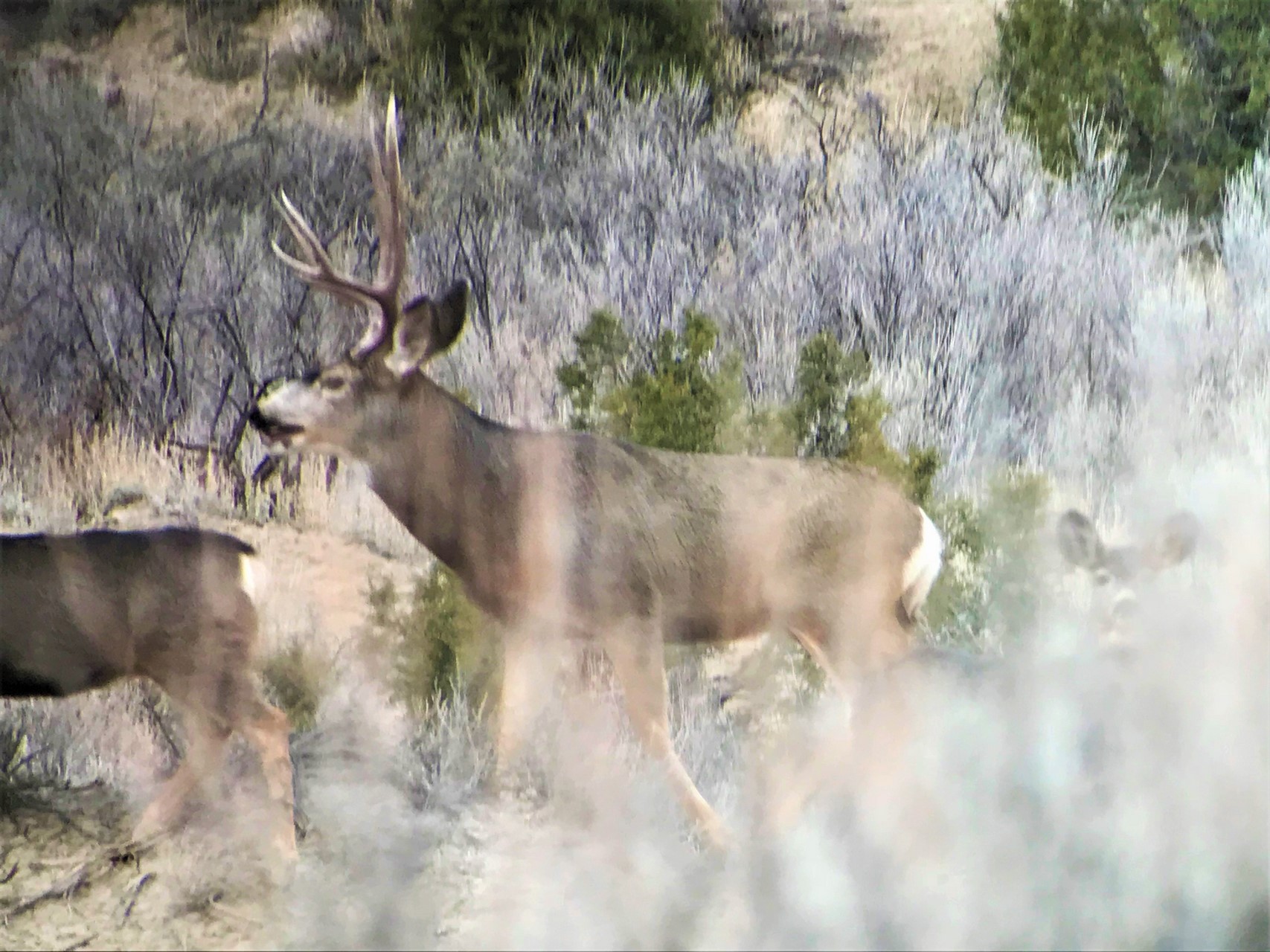 Southwest Colorado Hunting Ranch - Mesa Verde Ranch