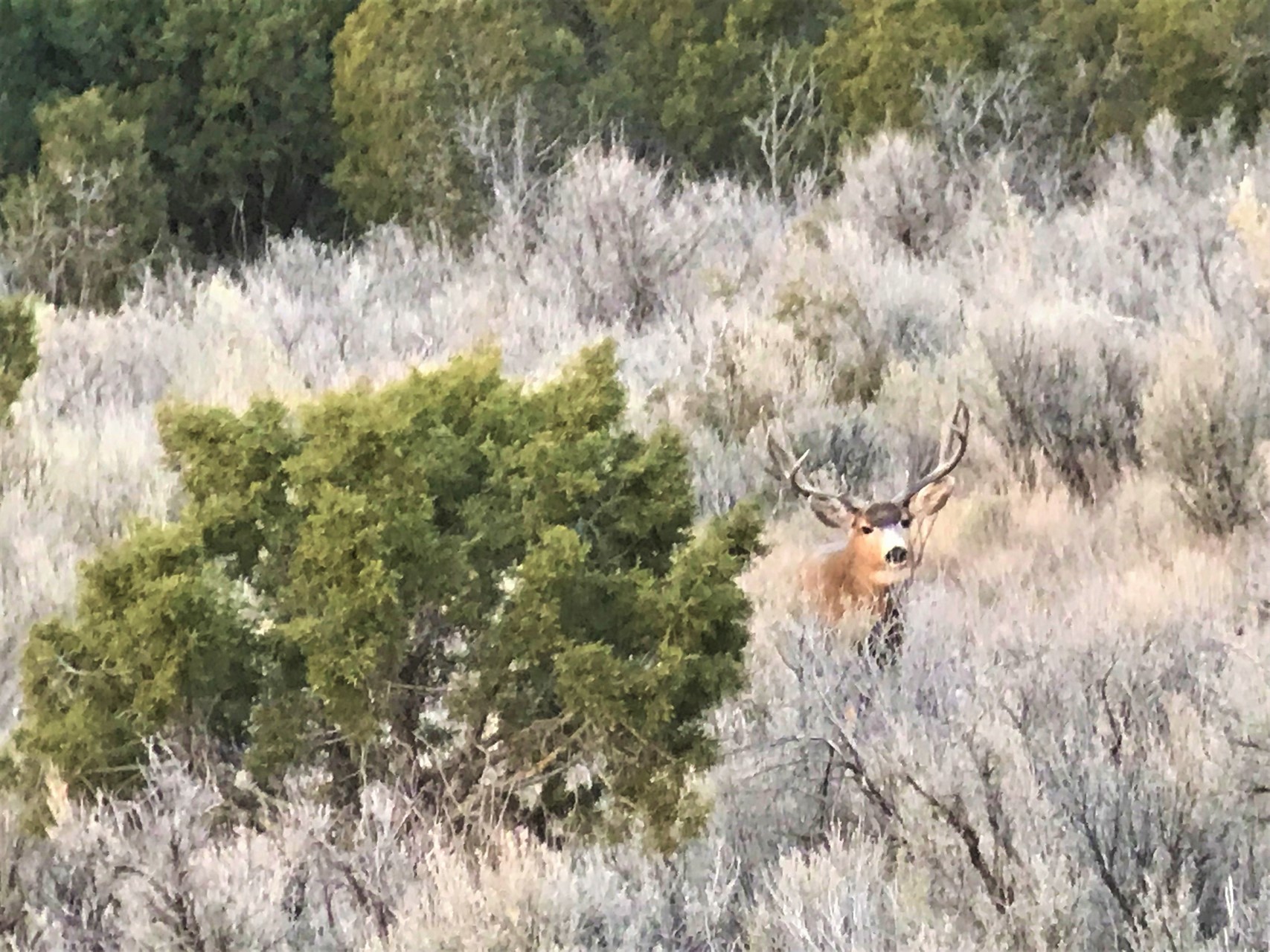 Mule Deer Hunting - Mesa Verde Ranch
