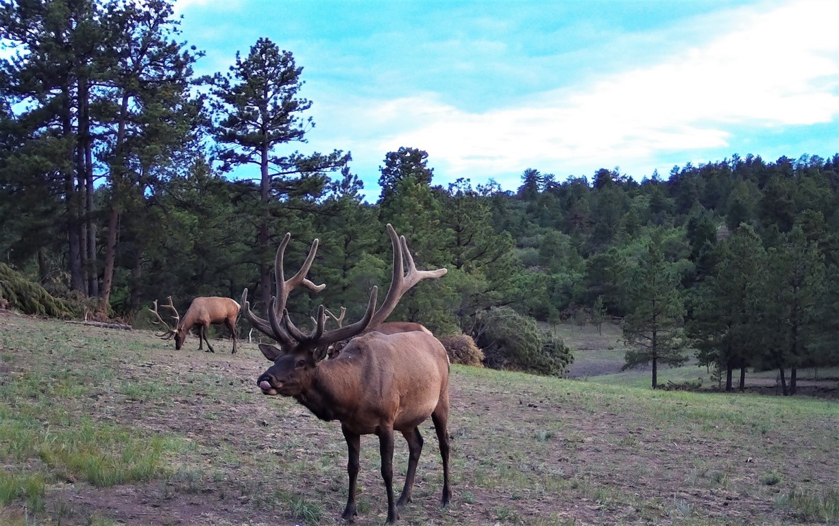 Muy Grande Ranch Mule Deer - Canon City, Colorado