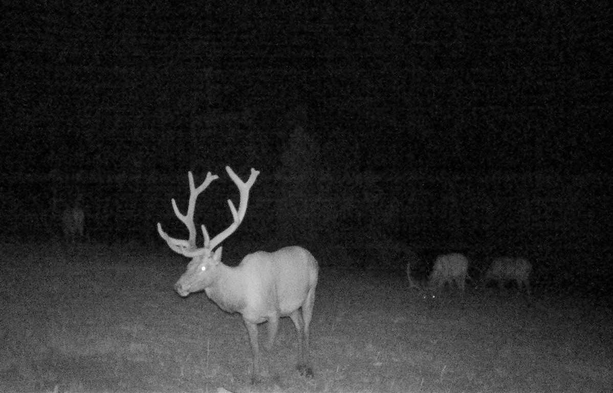 Deer Hunting Land in Canon City, Colorado - Muy Grande Ranch