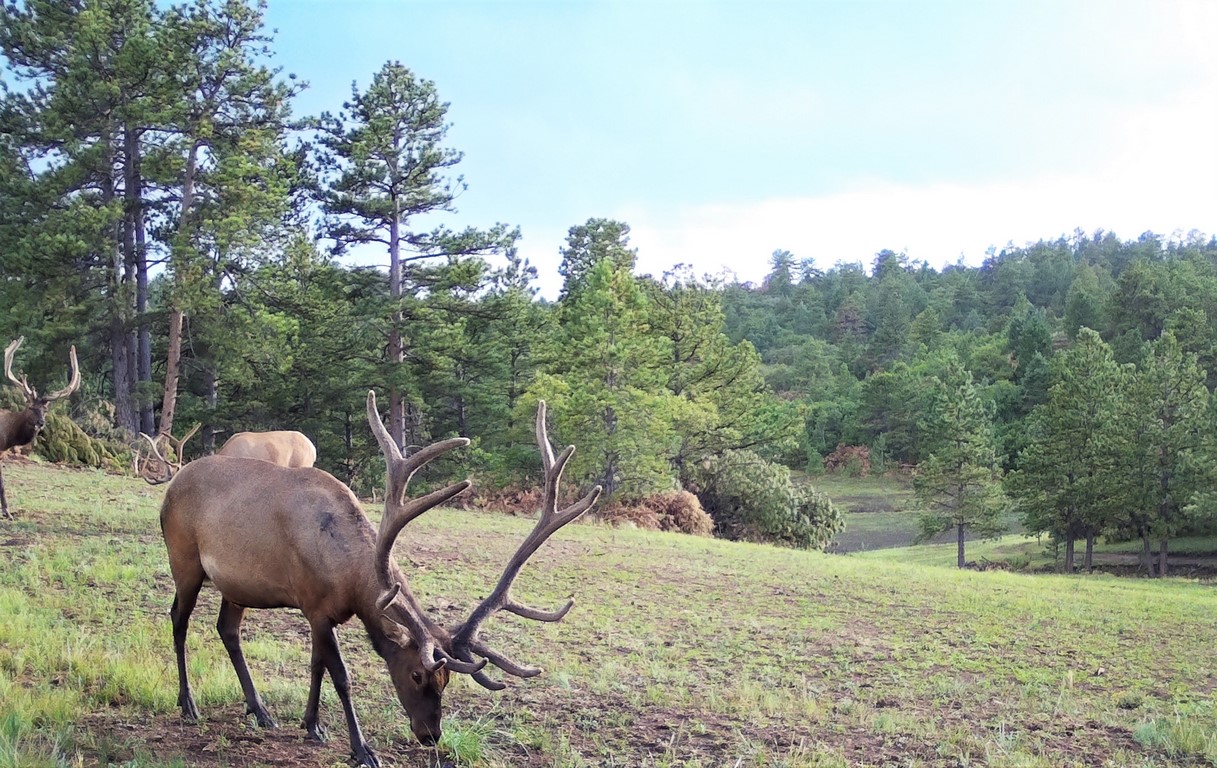 Deer Hunting Property in Canon City, Colorado - Muy Grande Ranch