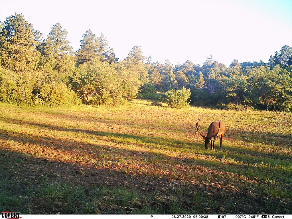 Deer Hunting Property in Colorado - Muy Grande Ranch