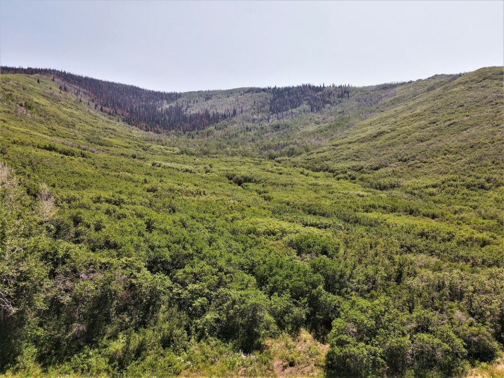 Land For Sale Mesa, Colorado Bull Basin M4 Ranch Group