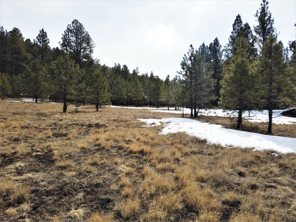 Guadalupita, NM Land For Sale Coyote Creek Ranch M4 Ranch Group