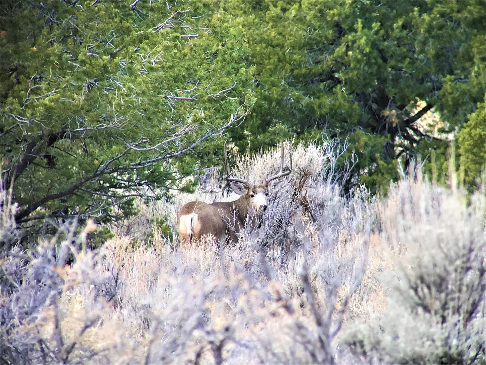Southwest Colorado Hunting - Mesa Verde Ranch