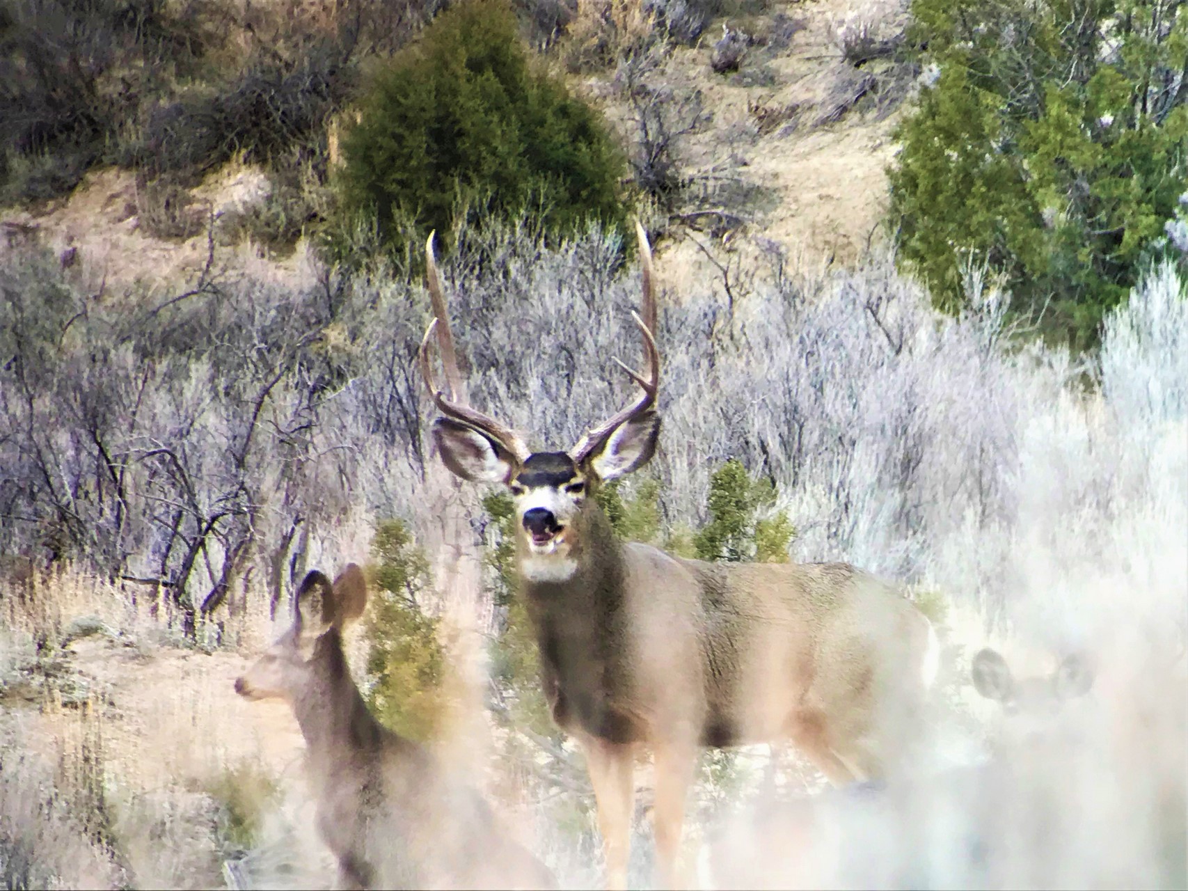 Southwest Colorado Deer Hunting Property