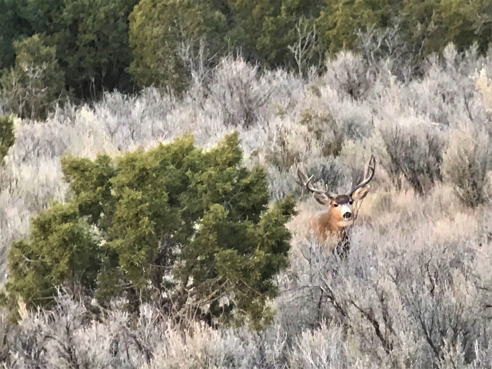 Cortez Colorado Real Estate Land For Sale Cortez, CO M4 Ranch Group