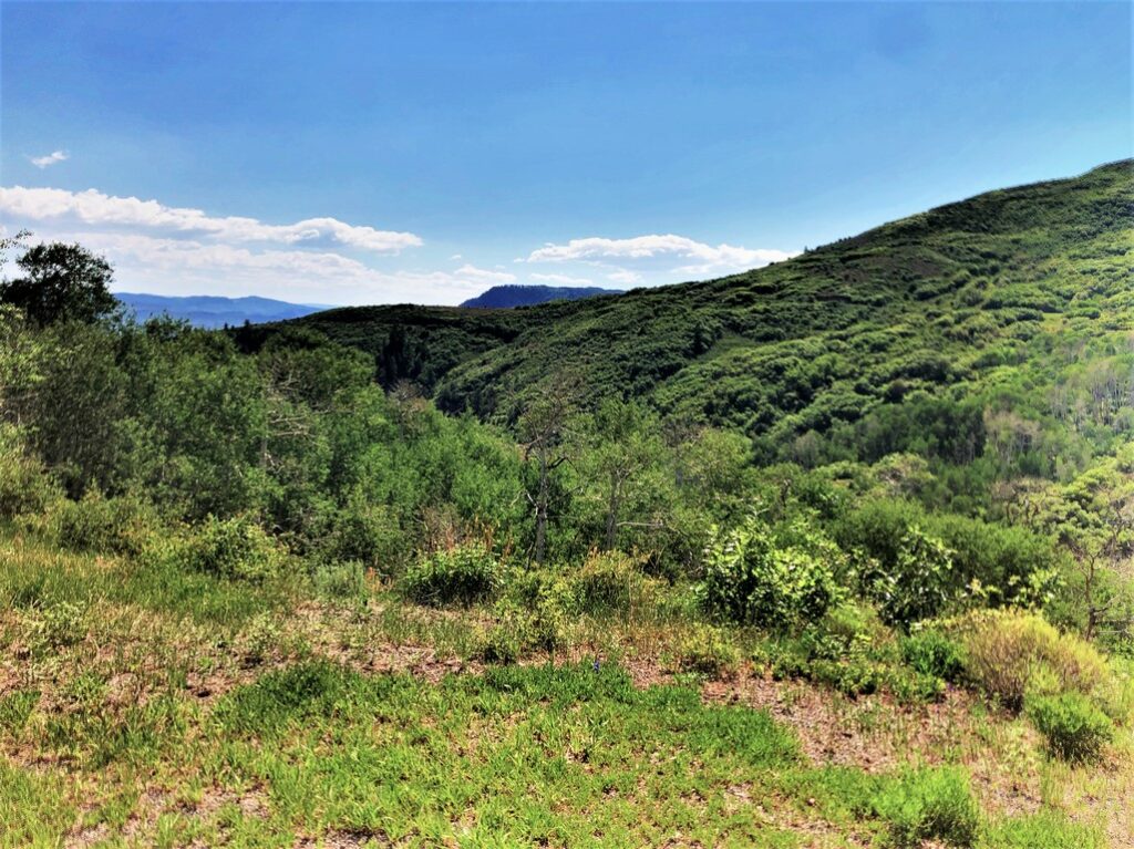 Black Canyon Overlook Deer Hunting Land for Sale Crawford, CO