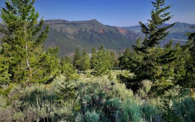 Piney Ridge Ranch
