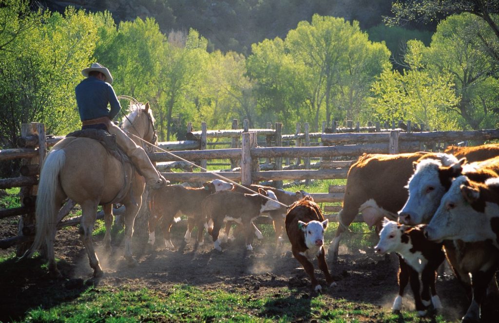 Ranch Cowboy Roping Calf on Centennial Ranch, amidst wood fencing and Lush, Green Trees