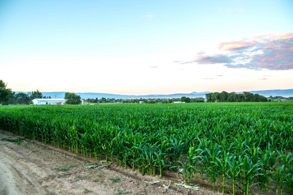 Nelson Farm, Agricultural Land For Sale in Colorado 74 Acres