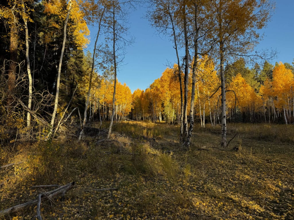 Bluewater Creek Ranch For Sale New Mexico M4 Ranch Group