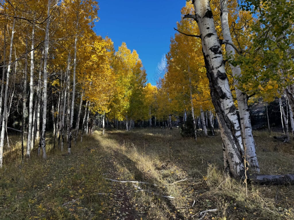 Bluewater Creek Ranch For Sale New Mexico M4 Ranch Group