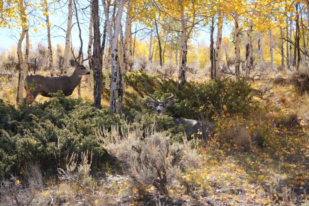 Two Bucks on Big Willow Creek Ranch, surrounded by Fall Aspens and brush, in GMU 66 Territory