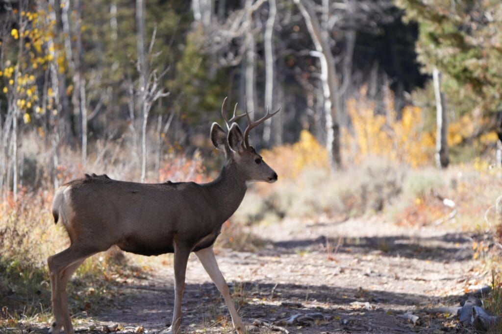 Young Buck crossing dirt trail, surrounded by Autumn Aspen Trees and Forest foliage, on Big Willow Creek Ranch