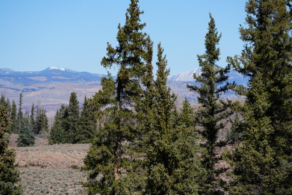 Towering Pines spread throughout Expansive Mountain Terrain, under clear blue skies, on Colorado Property, Big Willow Creek Ranch