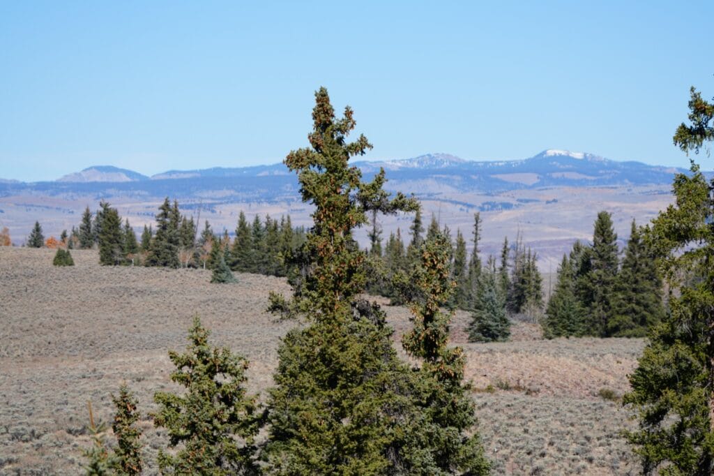 Pine Trees set amongst Expansive, native grass fields, with Views of the Uncompahgre National Forest in the distance- Big Willow Creek Ranch