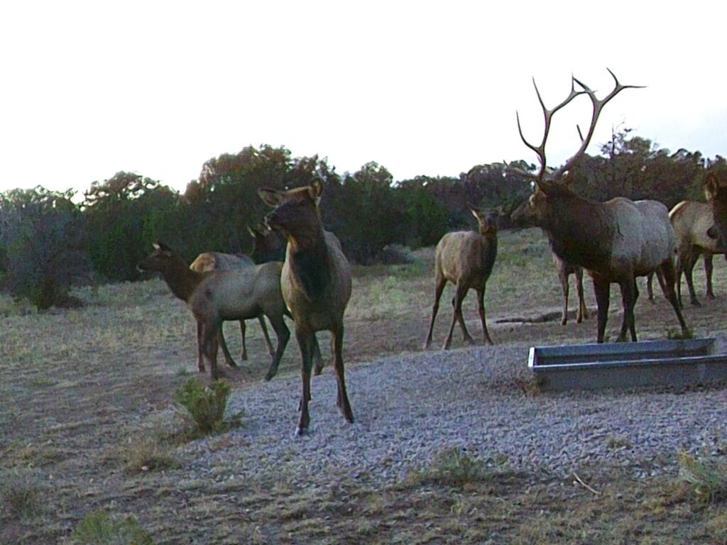 Mule Shoe Ranch — M4 Ranch Group