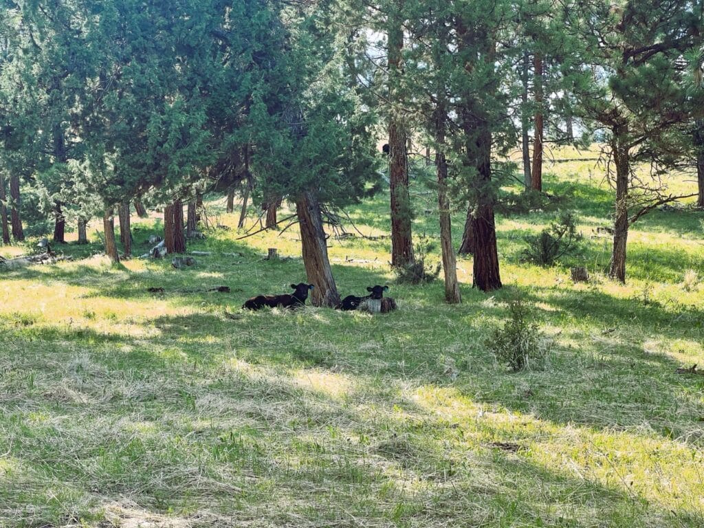 Heavens Gate On The John Day River Ranch For Sale Oregon
