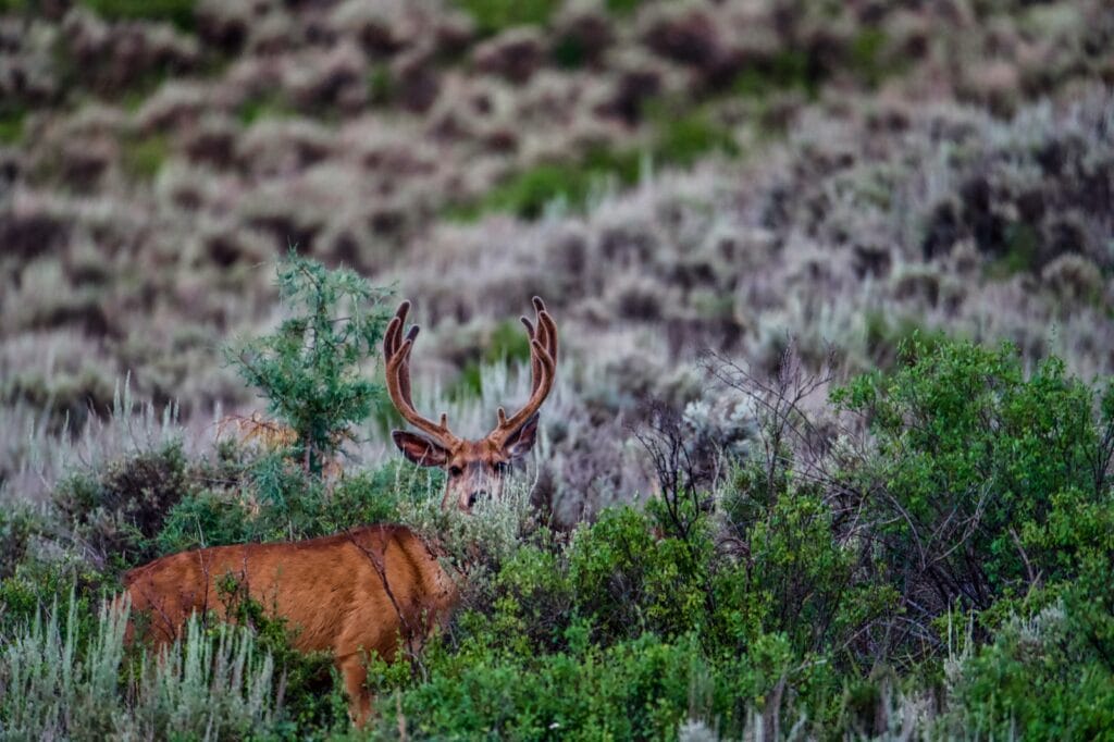 Hunting Wildlife on the Property of Endless Creeks Ranch, in Somerset, Colorado