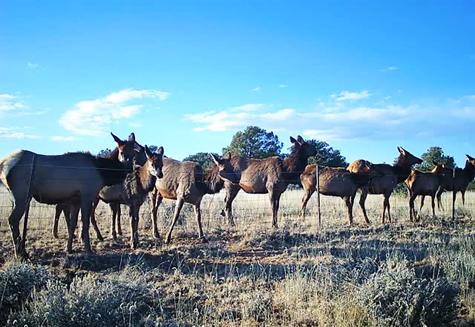 EPlus - Elk - New Mexico Guide