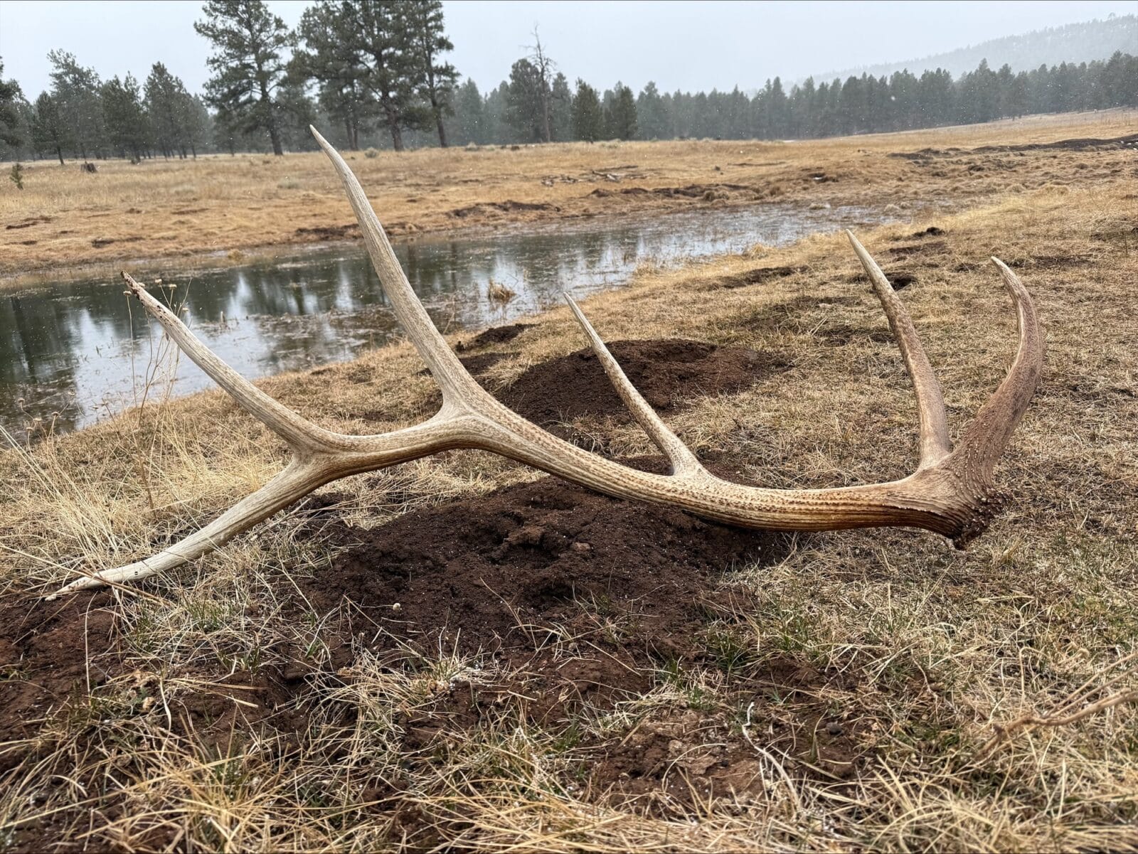 EPlus New Mexico Elk tags