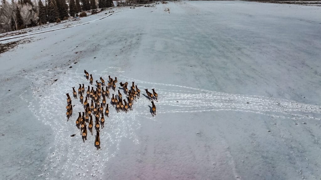 Herd of Elk traveling through GMU 76, of Red Mountain Ranch, a Colorado Hunting Property for sale