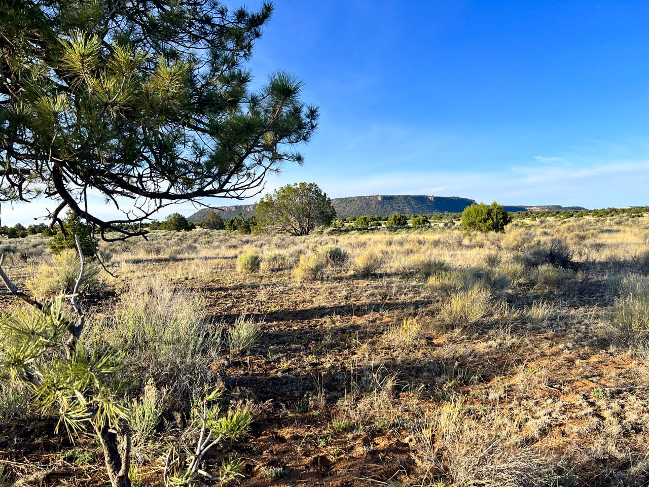Expansive Vistas of the Zuni Mountains stretch across the horizon, above Expansive New Mexico Grasslands and Hunting Terrain of Trophy Elk Ranch
