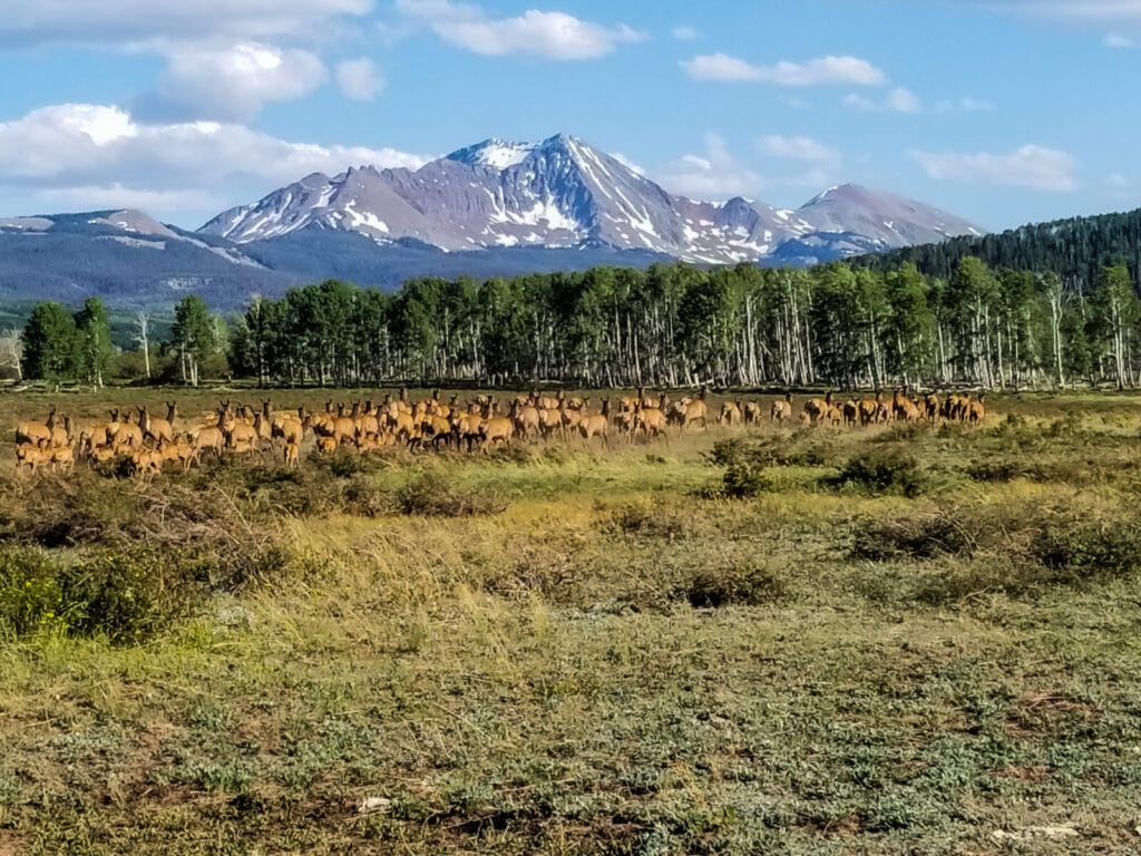 Large Elk Herd migrating through Expansive Ranch Land, that rises in Value