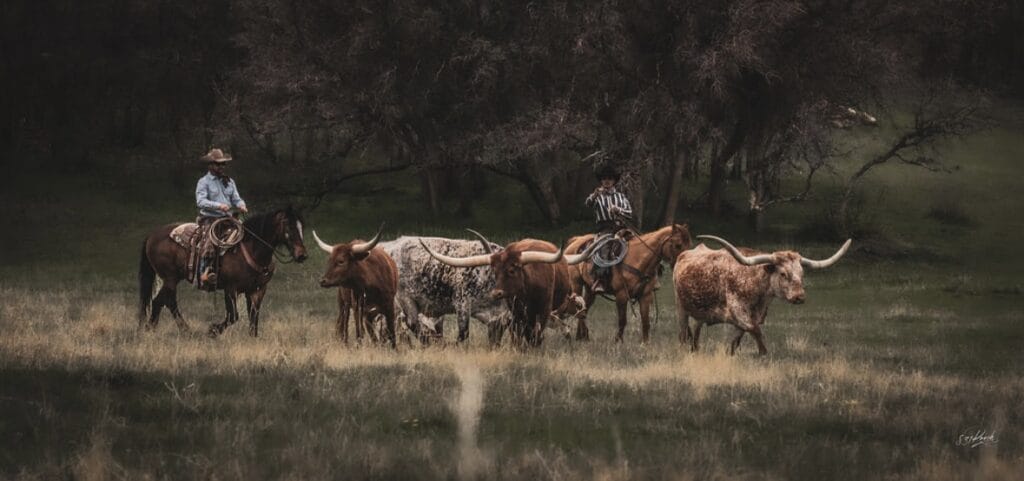 Jared Cotten with Cattle | M4 Ranch Group Broker