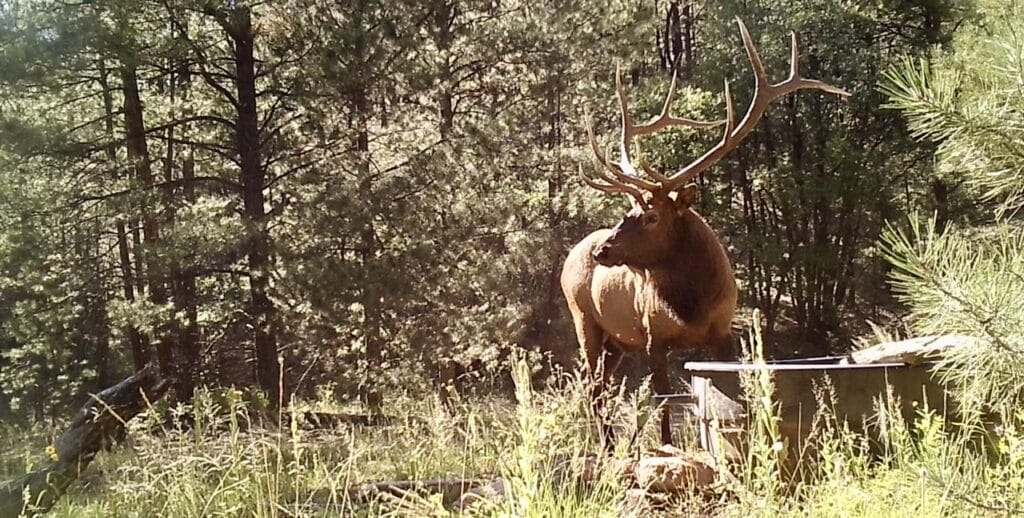 New Mexico Elk, Hunting Land New Mexico