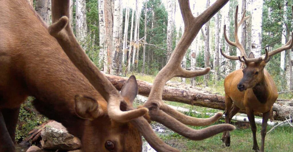 New Mexico Elk on New Mexico Land with Elk Tags