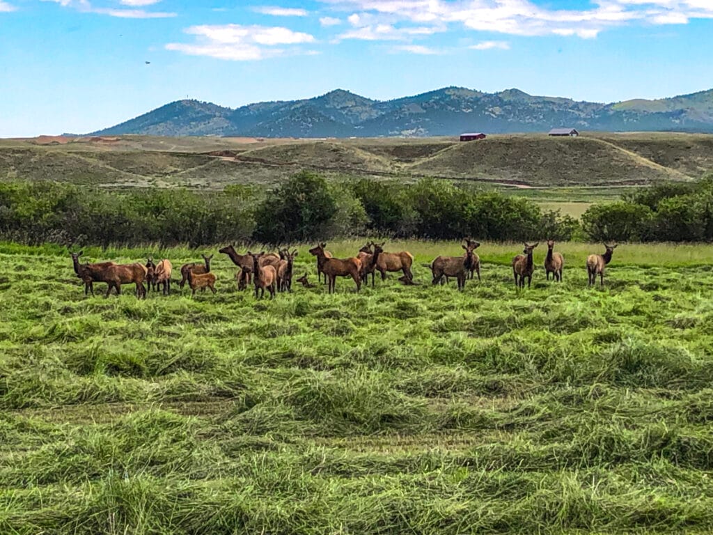Ranches under 100 acres for sale in Colorado. Sangre De Cristo custom home with acreage and farmland. Room outwent. Relocating to Colorado.