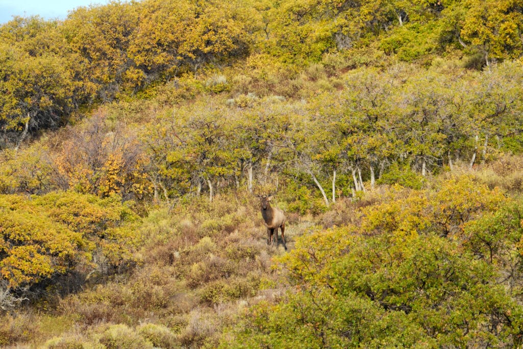 LPP - Land Owner preference Program - Elk on Land