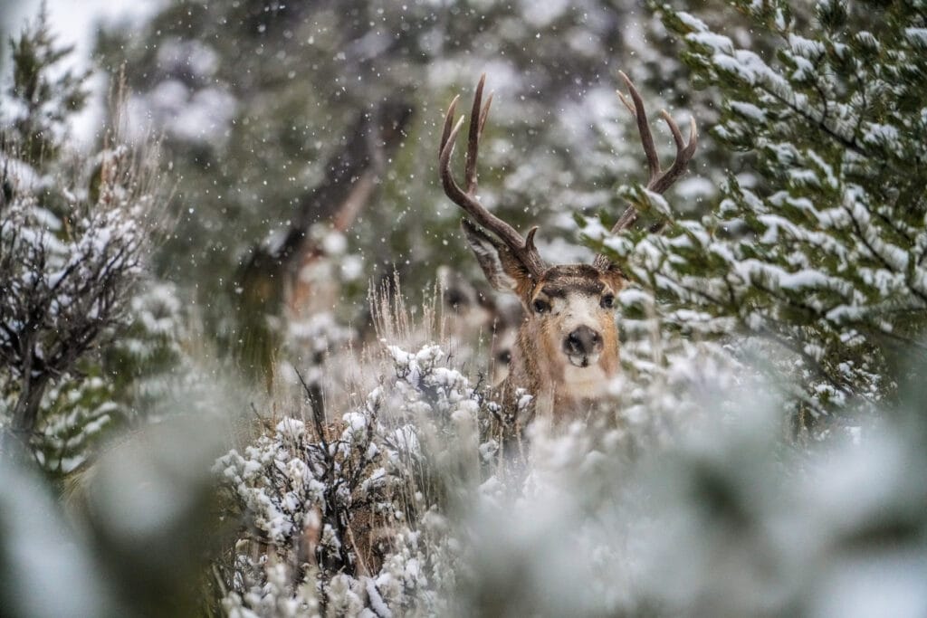 Colorado Elk, in Winter: the LPP rules and compliance