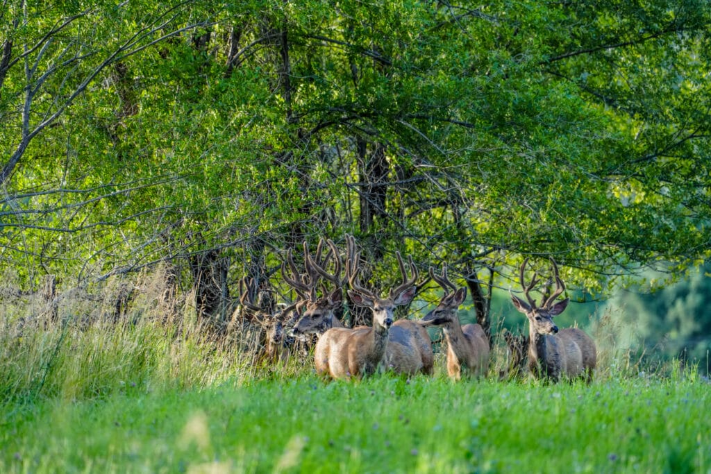 Elk Hunting on Colorado land, LPP, Tags, Transfer and Use
