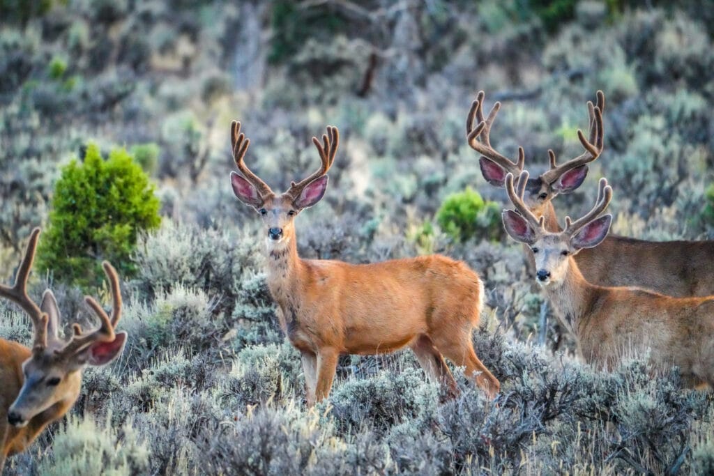 Elk on Colorado land, part of the LPP, Land Owner Preference Program, LPP Licenses, Tags