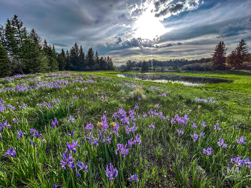 Elk Tags and the LPP, Land Owner Preference Program