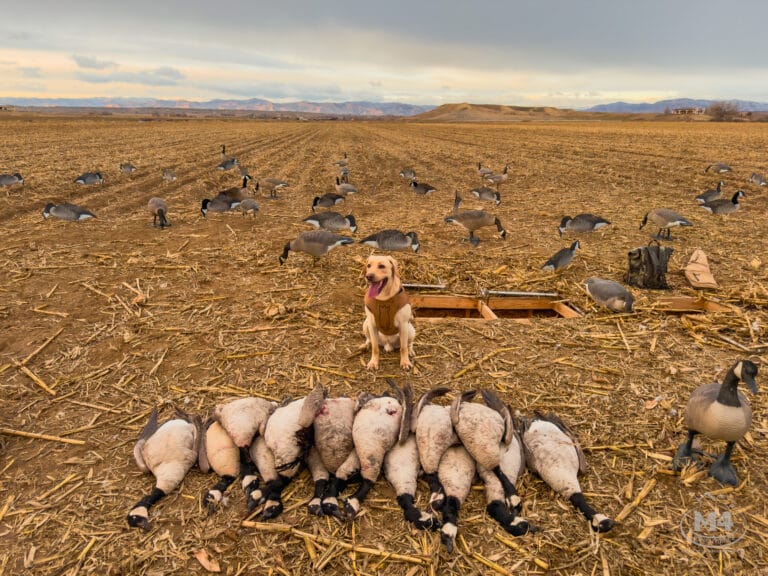 Bird Hunting Dogs poses behind a fun day of shooting. Game unit 30. Managed Ponds and engineered water systems support the property.