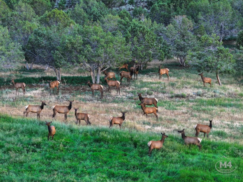 Colorado Hunting Land