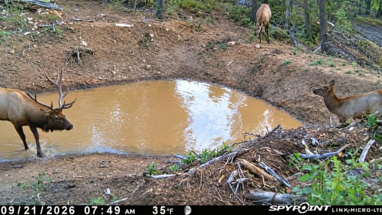 elk-near-watering-hole